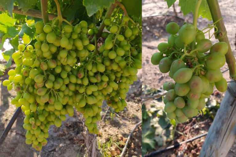 El temporal causa daños graves en la cosecha de uva de mesa de la zona de Montagut