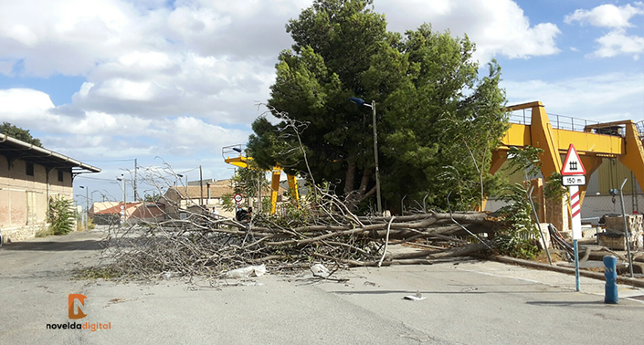 El viento provoca la caída de un árbol en el barrio La Estación