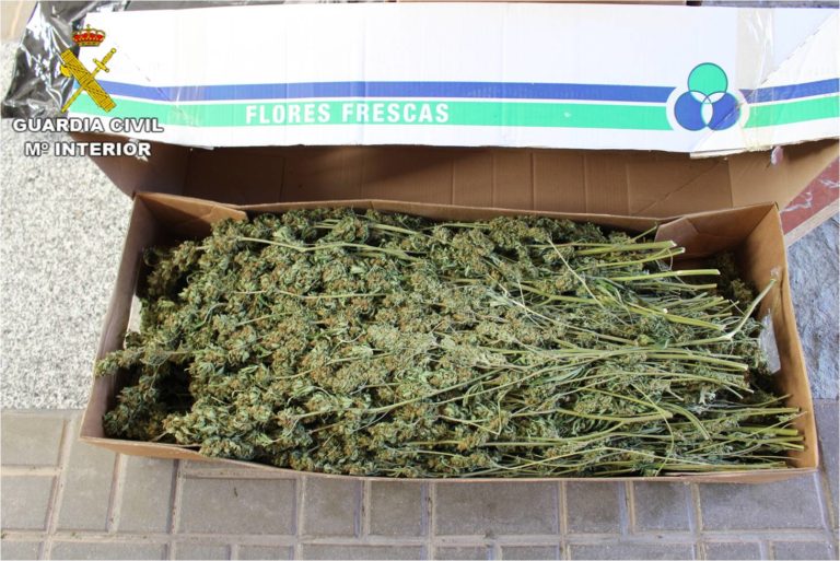 Interceptan el transporte de cerca de 100 kilos de marihuana entre Alicante y Lleida en la A-31 a la altura de Novelda