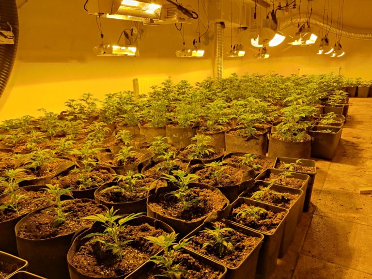 Policía Local localiza una importante plantación de marihuana en una finca rural