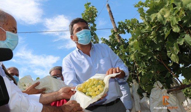 El PP de la Provincia de Alicante denuncia el aumento de los impuestos a la uva de mesa en un año crítico para el sector