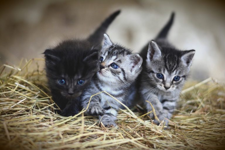 La Diputación concede a Novelda 21.294’98 euros en nuevas subvenciones a la movilidad sostenible y a la esterilización de gatos sin dueño
