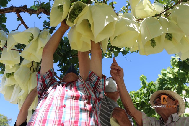 Agricultores del municipio embolsan los racimos de uva de las parras de la rotonda Juan XXIII