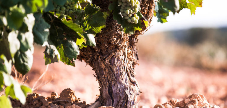 LA UNIÓ de Llauradors espera un descenso de entre el 5% y el 10% en la próxima cosecha de uva de vinificación en la Comunitat Valenciana