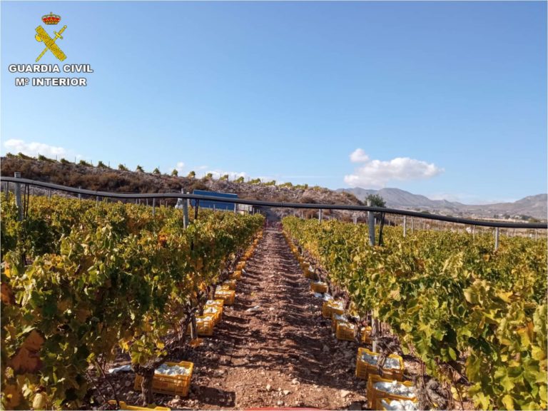 La Guardia Civil investiga la sustracción de 45 toneladas de uva a un productor en sus viñedos de Novelda y Monforte del Cid