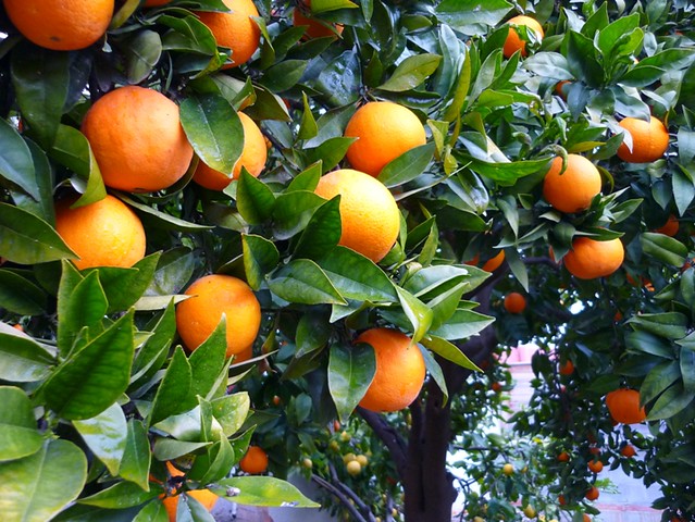 El Consell celebra el acuerdo europeo para aplicar el tratamiento en frío a las naranjas importadas