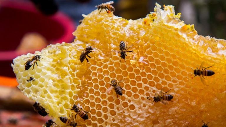 La Policía Local señala las principales indicaciones a seguir cuando se detecta un panal de abejas