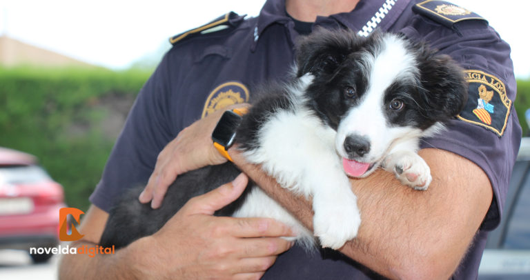 Fox es el primer perro de la nueva Unidad Canina de la Policía Local de Novelda