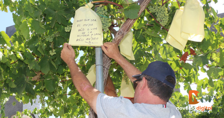 Agricultores del municipio embolsan los racimos de uva en la rotonda Juan XXIII