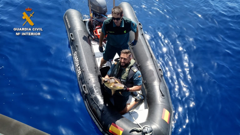 La Guardia Civil rescata en aguas de Alicante una tortuga boba atrapada en una baliza de arte de pesca ilegal