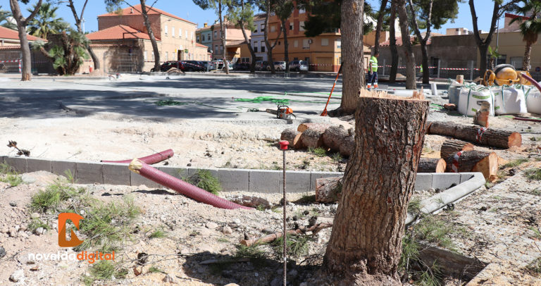 Talados siete pinos en la Plaza de San Lázaro por su mal estado y peligrosidad