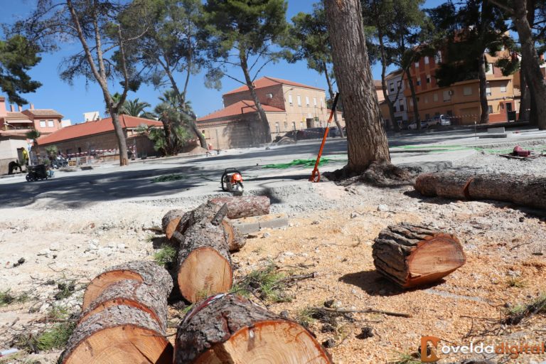 Los pinos talados en la plaza de San Lázaro serán sustituidos por 15 ejemplares de diferentes especies