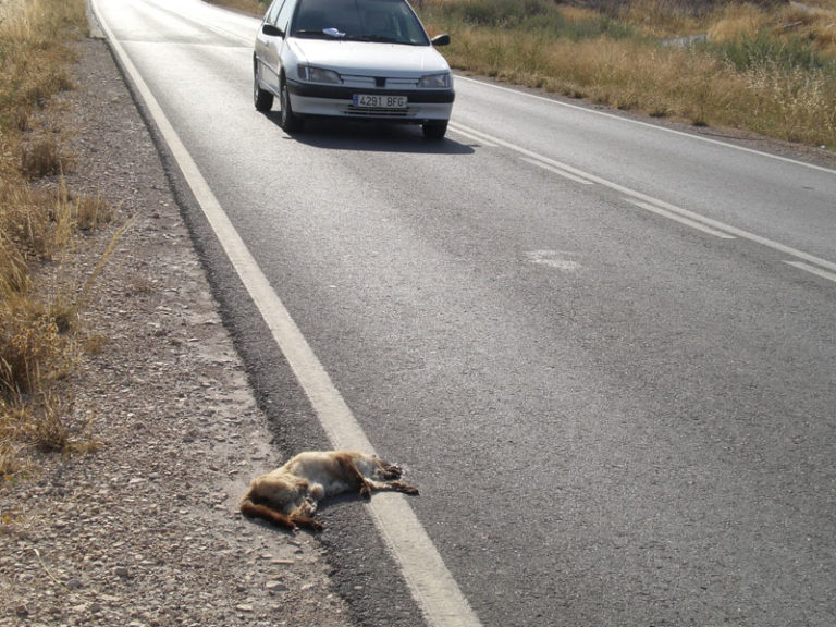 La Protectora de Animales advierte que el abandono de mascotas aumenta en las vacaciones de verano