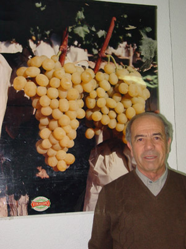 Finaliza la campaña de embolsado de la uva del Vinalopó