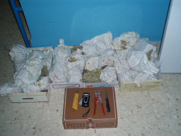 La Policía Local interviene en un robo de uva y otro de distinto material en dos comercios de Novelda