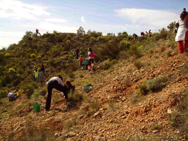 Medio Ambiente organiza una jornada de reforestación en la Mola