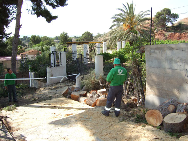 La concejalía de Medio Ambiente retira tres pinos caídos en el camino antiguo del Santuario