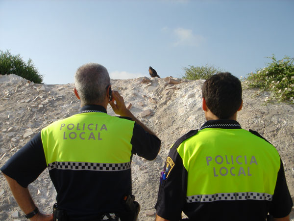 La Policía Local de Novelda detecta y captura un águila