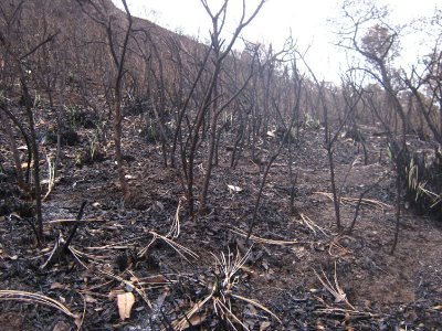 Un incendio entre Aspe y Novelda arrasa con más de 10 tahúllas de campo