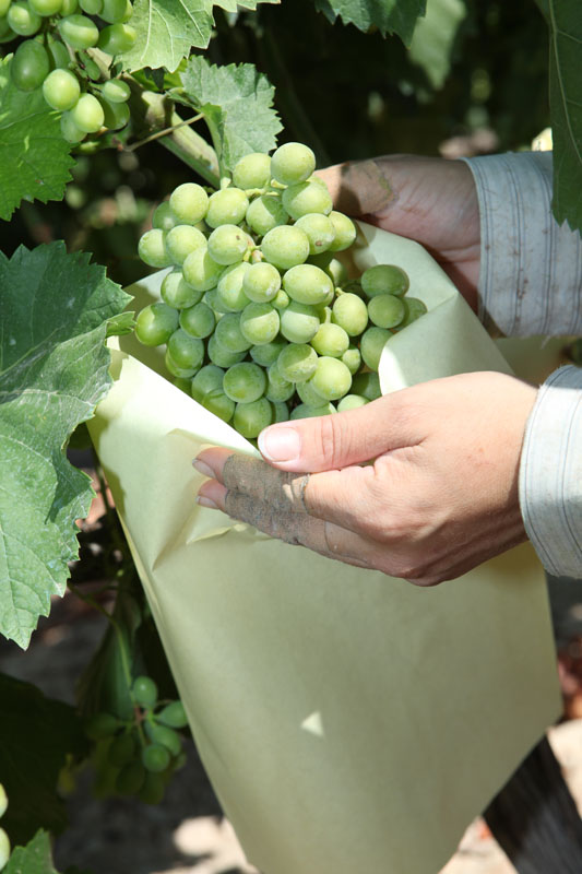 La uva del Vinalopó inicia el embolsado de una buena cosecha tanto en calidad como en cantidad