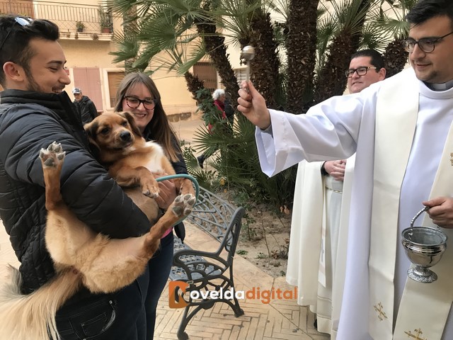 Los noveldenses bendicen a sus mascotas en San Antón