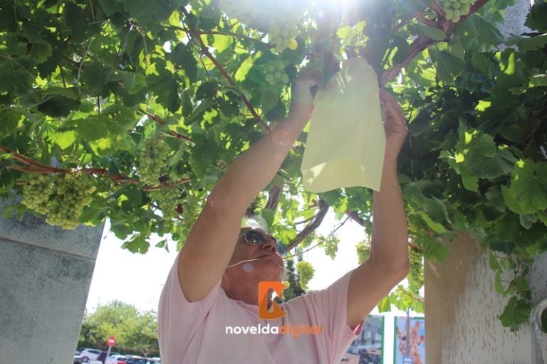 Agricultores de Novelda embolsan los racimos de uva en la rotonda Juan XXIII