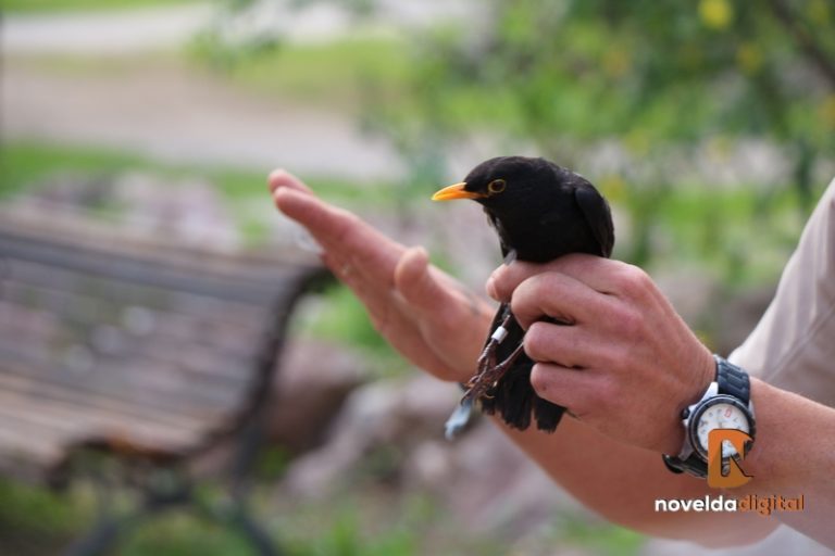Novelda conmemorará el Día Mundial de las Aves con una jornada de anillamiento