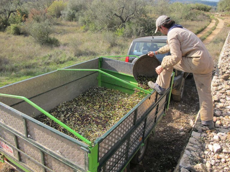 LA UNIÓ exige ayudas directas a la Conselleria de Agricultura para los productores de olivar y viñedo en la Comunitat Valenciana