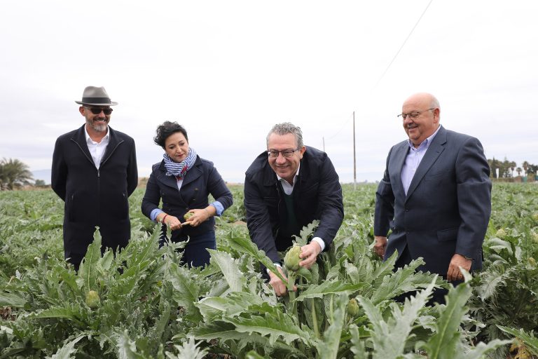 Toni Pérez anima al consumo de la alcachofa de la Vega Baja, “joya y embajadora de nuestra tierra”
