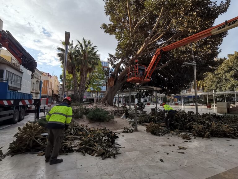 Talados dos árboles en Novelda debido a sus daños y su alto riesgo de caída