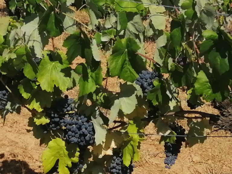 El Consell analiza un informe de apoyo al sector vitivinícola de la Comunitat Valenciana