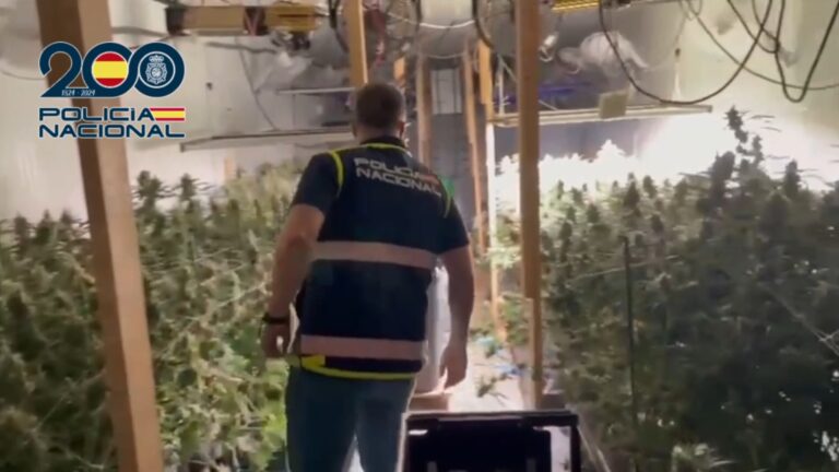 Desmantelada en Elche una plantación ‘indoor’ de marihuana completamente domotizada