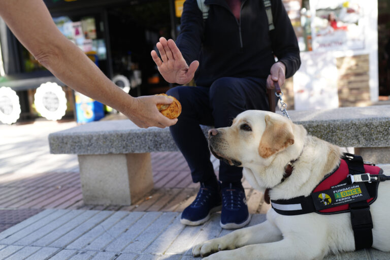 Los perros guía de la ONCE en Alicante piden que no los distraigas con alimentos