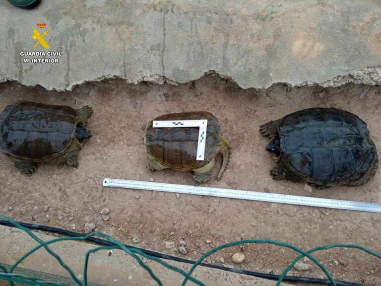 SEPRONA rescata en Alicante dos cocodrilos del Nilo, una tortuga africana y una pitón de Birmania