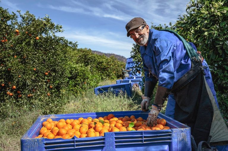 Más del 74% de los agricultores de la Comunitat Valenciana tienen más de 55 años