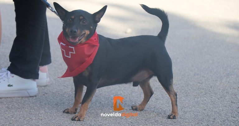 Decenas de mascotas disfrutan en la primera marcha canina solidaria de Novelda