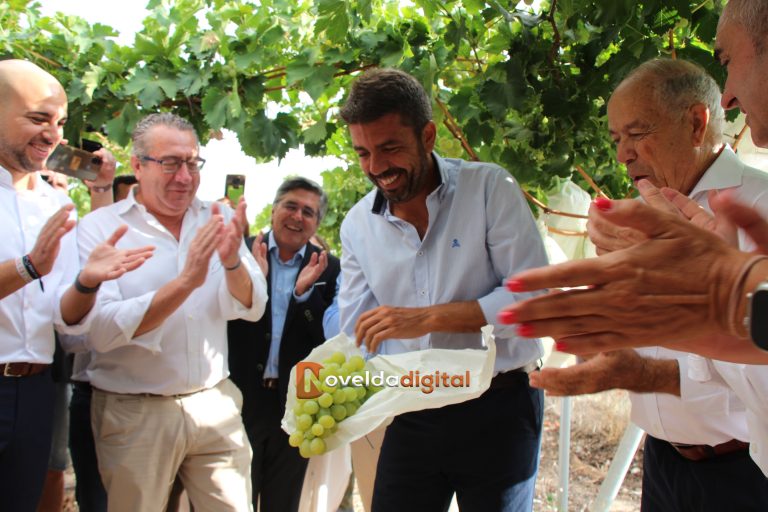 Inicio campaña Uva de Mesa Embolsada del Vinalopó 2024