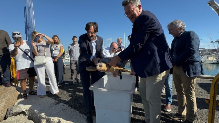 El Puerto de Alicante ha sido escenario de la vuelta al mar de una tortuga boba de 22,5 kilogramos y una gaviota reidora